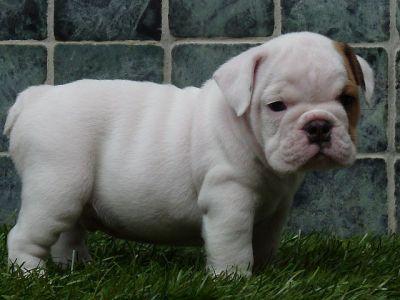 cachorro bulldog