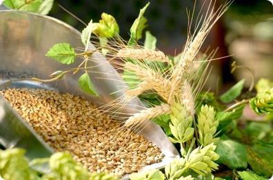 La belleza está en el interior 5: la levadura de cerveza