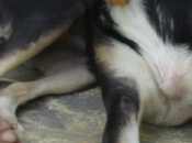 Lita, PERDIDA PAJANOSAS SEVILLA, cruce galga negra ¡ayuda para encontrarla!!