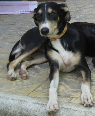 Lita, PERDIDA EN LAS PAJANOSAS SEVILLA, cruce de galga negra ¡ayuda para encontrarla!!