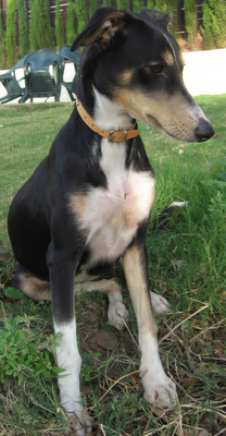 Lita, PERDIDA EN LAS PAJANOSAS SEVILLA, cruce de galga negra ¡ayuda para encontrarla!!