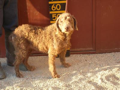 ASIA perra de aguas de 6 años, lleva mucho tiempo en la protectora, tiene el típico carácter de los perros de aguas, es preciosa. (ALMERIA)