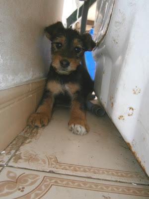 DALI GRACIOSO CACHORRITO CRUCE DE FOXTERRIER EN ADOPCIÓN. (ALICANTE)