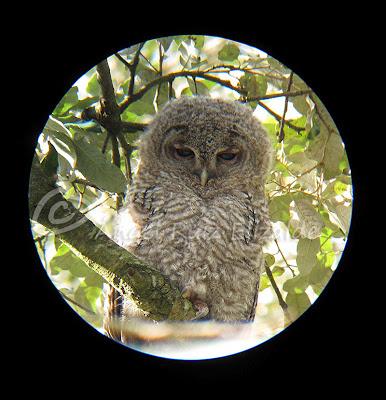 Bolucas de plumón en Cubas...