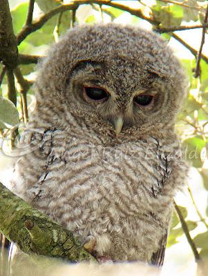 Bolucas de plumón en Cubas...