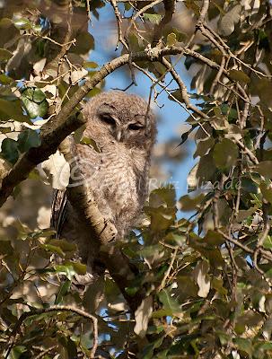 Bolucas de plumón en Cubas...
