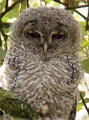 Bolucas de plumón en Cubas...