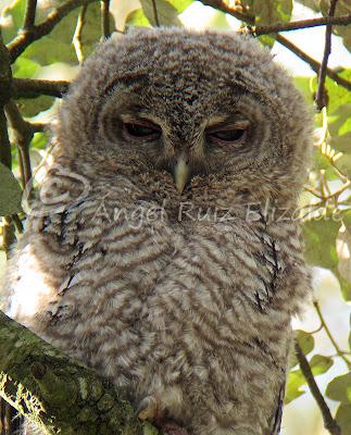 Bolucas de plumón en Cubas...