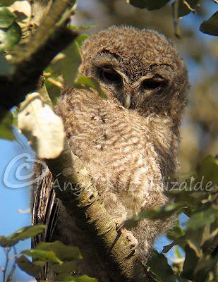 Bolucas de plumón en Cubas...