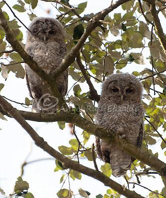 Bolucas de plumón en Cubas...