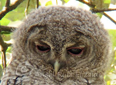 Bolucas de plumón en Cubas...