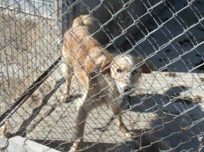 URGENTE!! Perrito viviendo solo en una huerta (Murcia)‏