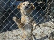 URGENTE!! Perrito viviendo solo huerta (Murcia)‏