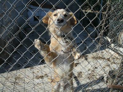 URGENTE!! Perrito viviendo solo en una huerta (Murcia)‏