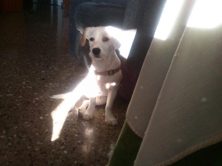 Lucas, cachorro x de jack russel NECESITA ADOPCIÓN!!! (Murcia)