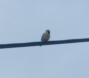 Amigo gorrión, cuánto tiempo sin verte...