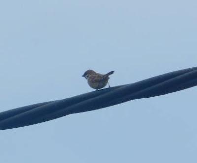 Amigo gorrión, cuánto tiempo sin verte...
