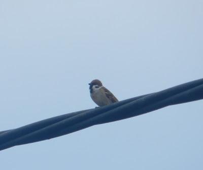 Amigo gorrión, cuánto tiempo sin verte...