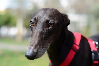 Nerea, preciosa galga esperando una nueva vida!.