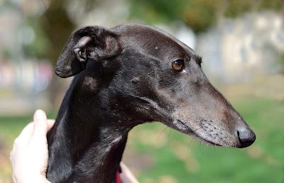 Nerea, preciosa galga esperando una nueva vida!.