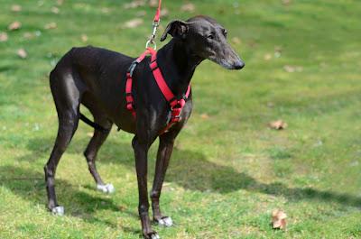Nerea, preciosa galga esperando una nueva vida!.