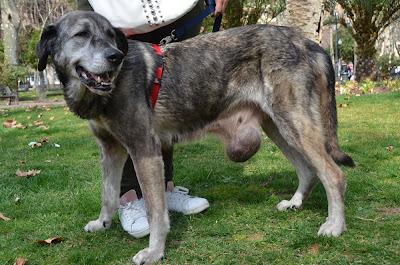 Nala, mastina con un tumor enorme!!.