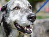 Nala, mastina tumor enorme!!.