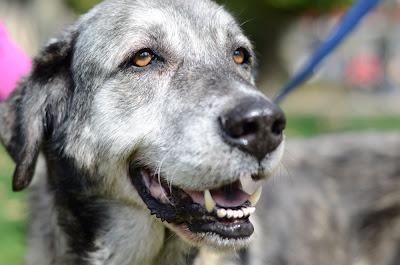 Nala, mastina con un tumor enorme!!.