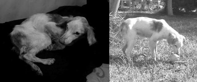 Berta, corre tras el arcoiris :-(