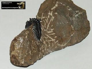 El valor de los fósiles: Trilobita.