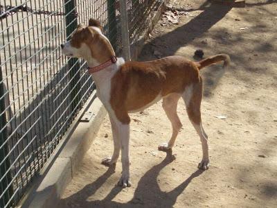 Podencos en adopción. (Barcelona)