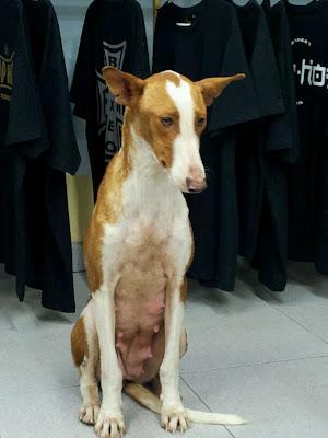 Podencos en adopción. (Barcelona)