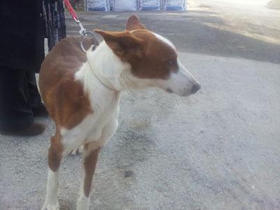 Podencos en adopción. (Barcelona)