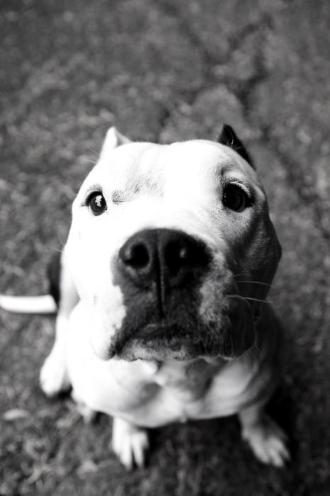 Pierre Teilhard de Chardin