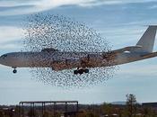 bandada estorninos abalanza sobre avión