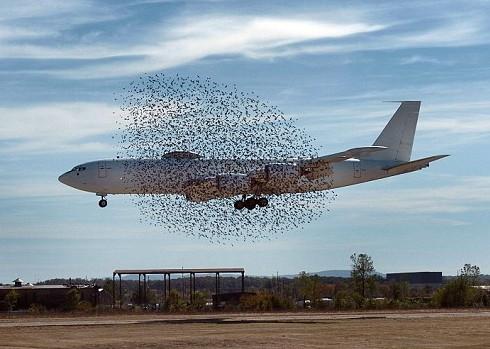 Una bandada de estorninos se abalanza sobre un avión