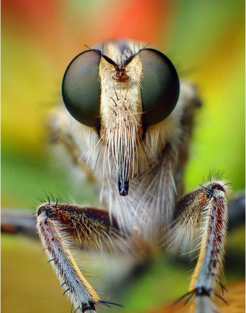 Impresionantes imágenes hd de insectos