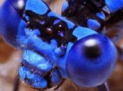 Impresionantes imágenes insectos