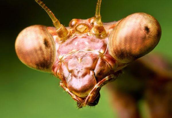 Impresionantes imágenes hd de insectos