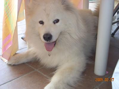 URGENTE CONSEGUIR UNA FAMILIA PARA NEU...SAMOYEDO BLANCA DE 11 AÑOS. BARCELONA.