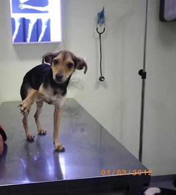 Vega, su vida no valía nada, operación urgente. (Sevilla)