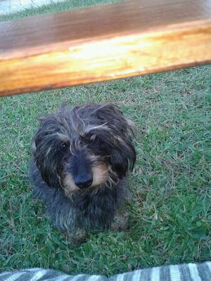 ANIMALISTAS DEL MUNDO AYUDA PARA MI PELUSI POR FAVOR. SI ALGUIEN PUEDE PRESTARNOS TEMPORALMENTE UN CARRITO.