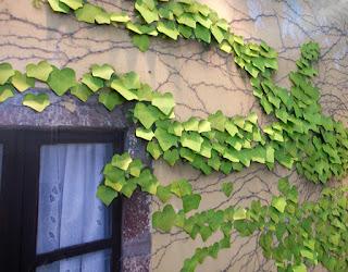 Jardín de papel, el Post it de hiedra