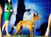 Perros modelos modelicos