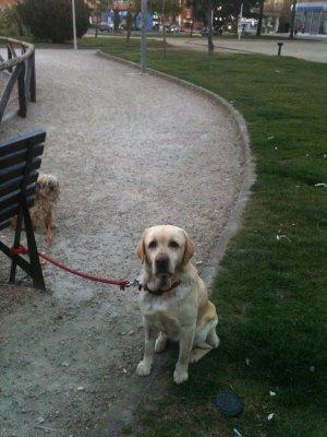 Denuncian la presencia de raticida en el parque infantil de los Fratres