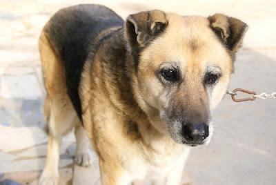 ADOPCIÓN O ACOGIDA PARA UNA ABUELITA.