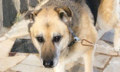 ADOPCIÓN O ACOGIDA PARA UNA ABUELITA.