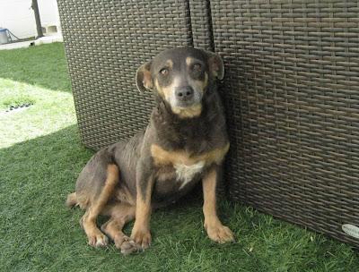 Nora, con almohadillas muy heridas en la calle de pueblo de Gerena .¡ACOGIDA O ADOPCION!!!.