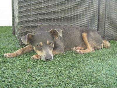 Nora, con almohadillas muy heridas en la calle de pueblo de Gerena .¡ACOGIDA O ADOPCION!!!.