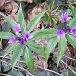 foto dentaria planta medicinal